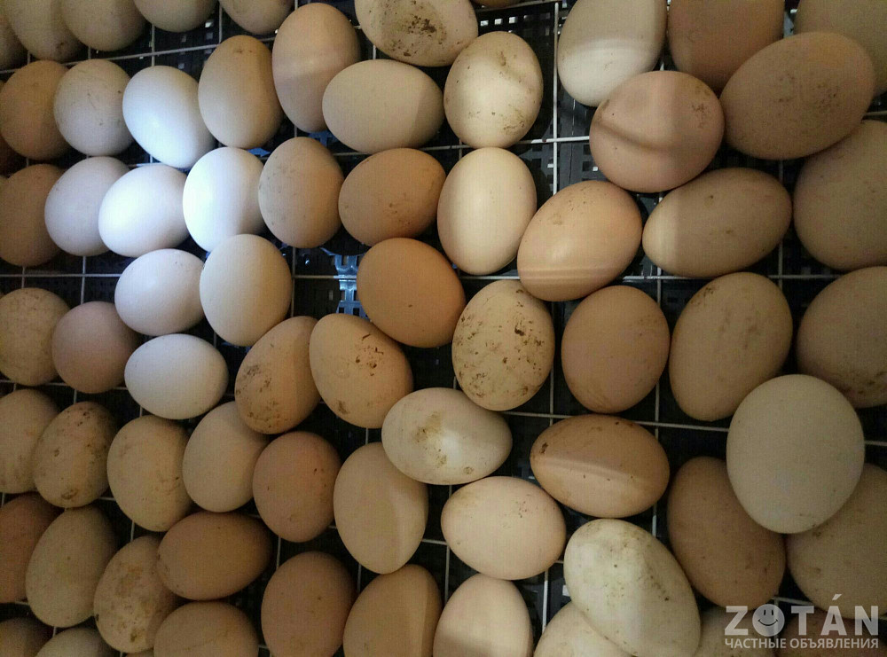 Купить яйцо в белгородской области. Яйца куриные инкубационные. Инкубаторные яйца куриные. Инкубационное яйцо с доставкой. Яйцо инкубационное из генофонда.