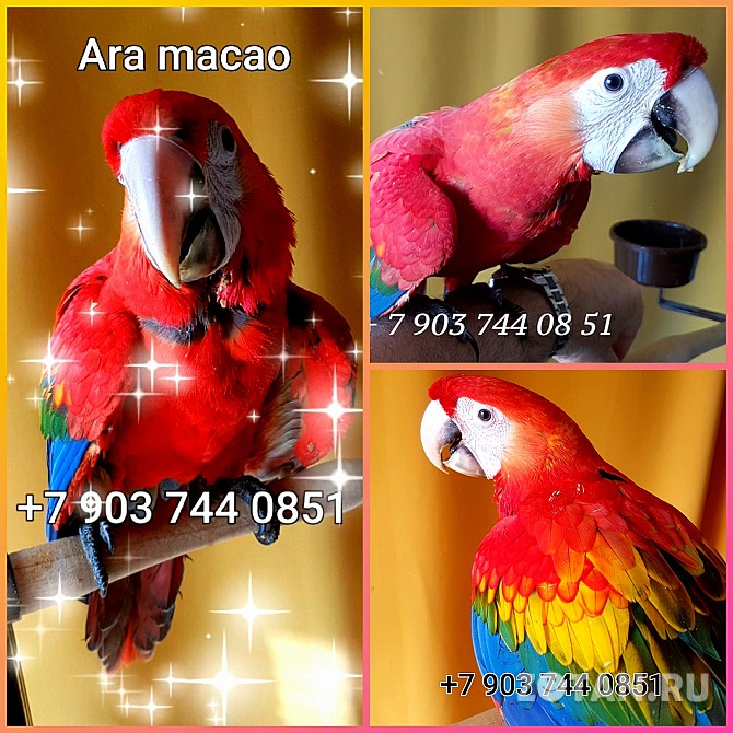 Красный ара (ara macao) ручные птенцы из питомника Москва - изображение 1