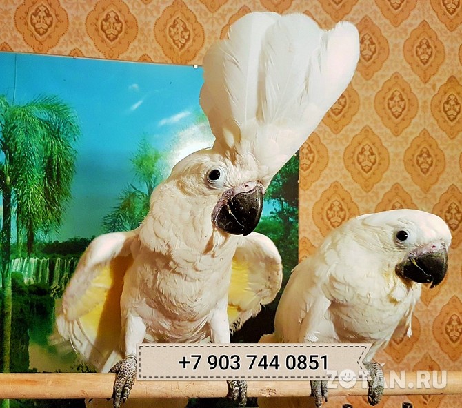 Белохохлый какаду (cacatua alba) ручные птенцы из питомника Москва - изображение 1