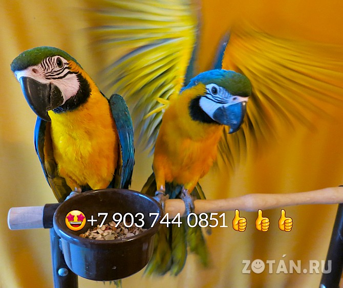 Сине желтый ара (ara ararauna) - ручные птенцы из питомника Москва - изображение 1
