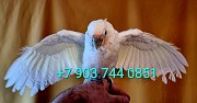 Какаду гоффина (cacatua goffiniana) ручные птенцы из питомника Москва