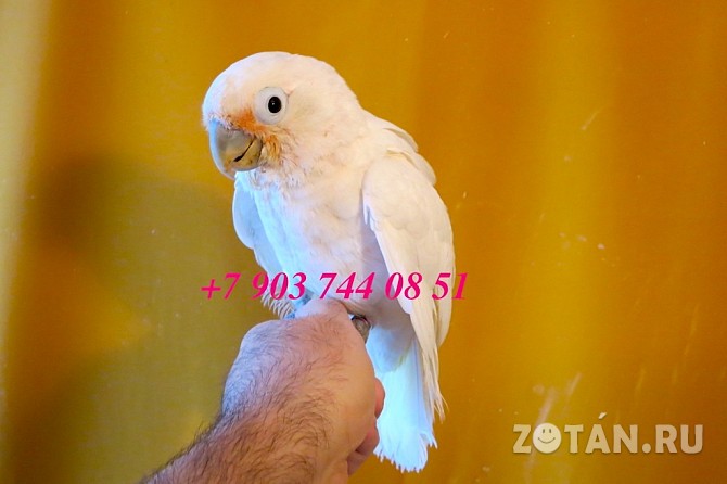 Какаду гоффина (cacatua goffiniana) ручные птенцы из питомника Москва - изображение 1