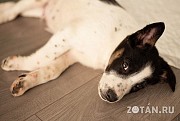 Найден щенок на вид 2 - 2, 5 месяца Красногорск