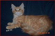 Красный мейн-кун - кошка Вашей мечты Волгоград