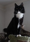 Черно-белая красавица кошка Стэффи в добрые руки Москва