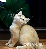 Котенок золотая шиншилла Москва