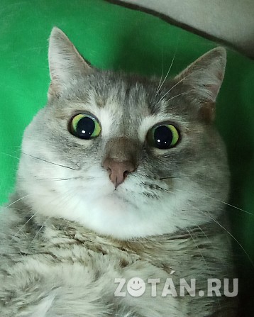 Кошечка ищет любящих котородителей Пушкино - изображение 1