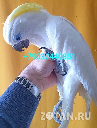Попугай синеочковый какаду (cacatua ophthalmica) ручные птенцы из питомника Москва - изображение 1
