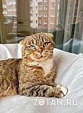 Вислоухий котик Оскар ищет дом, в добрые руки Москва