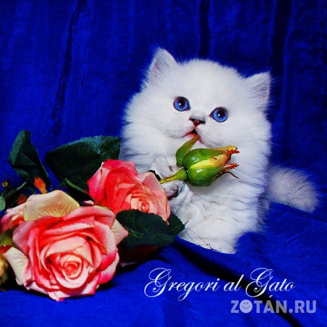 Белоснежная шиншилла синеглазые котята Москва - изображение 1