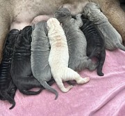 Предлагаются к раннему резервированию щенки шарпея. Рождены 05.12.2023 Находка
