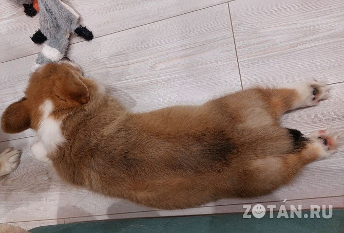 Продам щенка Корги пемброк Обнинск - изображение 1