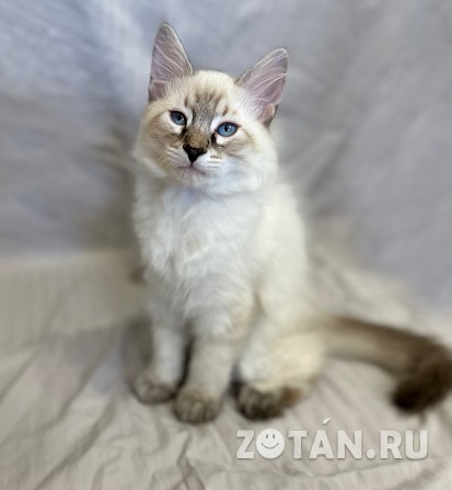 Котята породы Невская маскарадная Благовещенск - изображение 1
