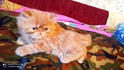 Продам персидского котенка Чита