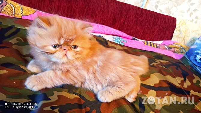 Продам персидского котенка Чита - изображение 1