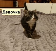 Отдам в добрые руки котят. Артем