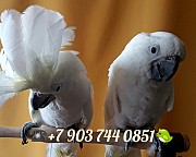 Белохохлый какаду (cacatua alba) ручные птенцы из питомника Москва