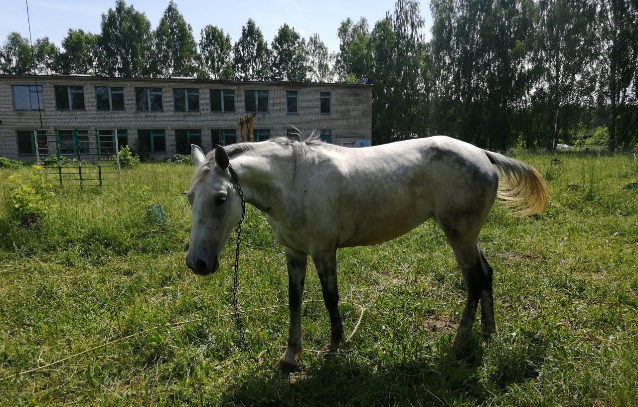 Продажа Лошадей В Витебской Области