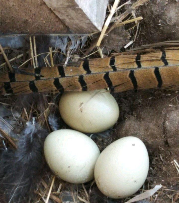 Инкубационное яйцо фазана купить. Яйцо фазана. Инкубация яиц фазана. Яйцо фазана инкубационное. Фазан яйца фазана.