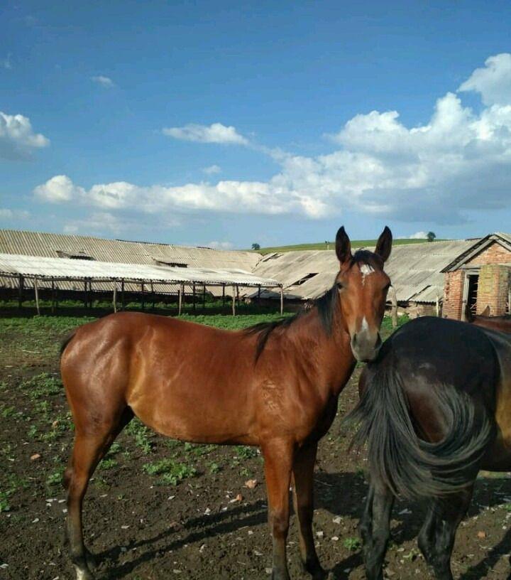 Авито лошади краснодарском. Авито лошади. Отрадный конь. Продают лошадей в Лебяжье. Конь продается в городе Прокопьевске.