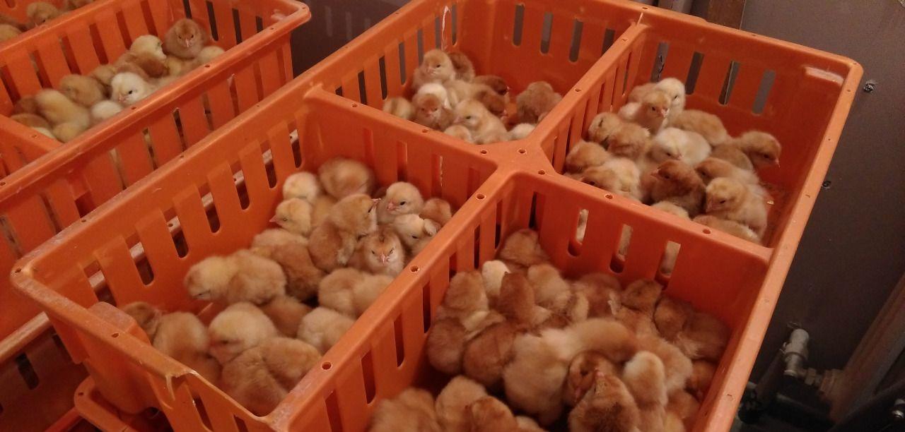 Купить цыплят в калининградской области