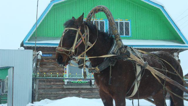 Купить лошадь тульская область. Лошади в Челябинской области. Лошади в Коми. Продается лошадь объявление. Лошади в Самарской области.