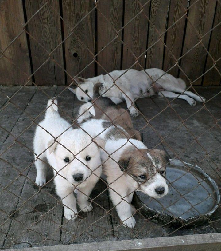 Щенки Лайки Купить В Ивановской Области